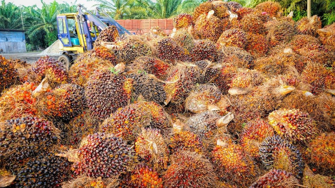 Trouver des alternatives durables à l’huile de palme