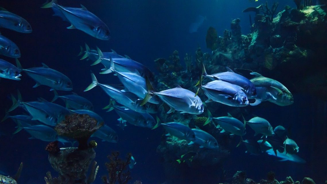 Lutte contre la surpêche dans les océans : un substitut de poisson d’origine végétale