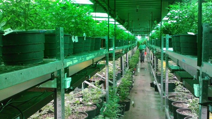 Quelle est la meilleure méthode pour cultiver du cannabis ?