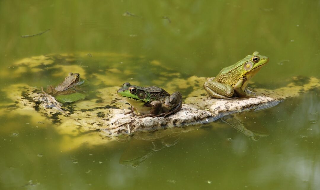 Bioacoustique des grenouilles : le langage secret des amphibiens
