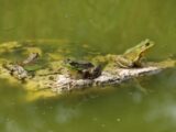 Bioacoustique des grenouilles : le langage secret des amphibiens