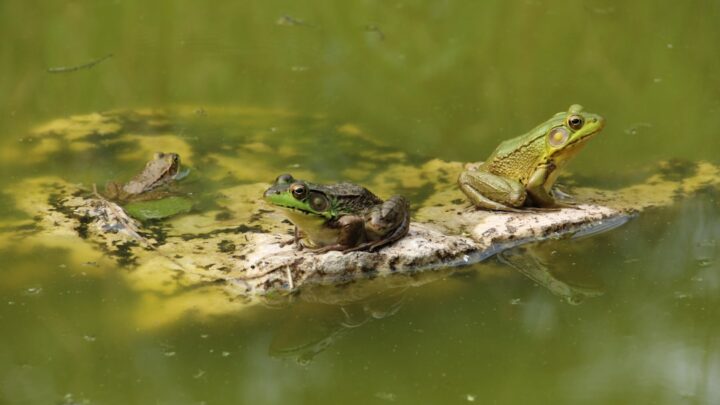 Bioacoustique des grenouilles : le langage secret des amphibiens