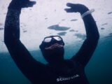 Narvals : capteurs biologiques du changement climatique arctique
